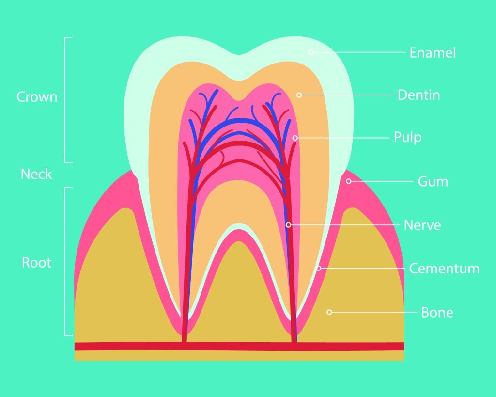 tooth-abscess-causes-symptoms-and-treatment-beseen